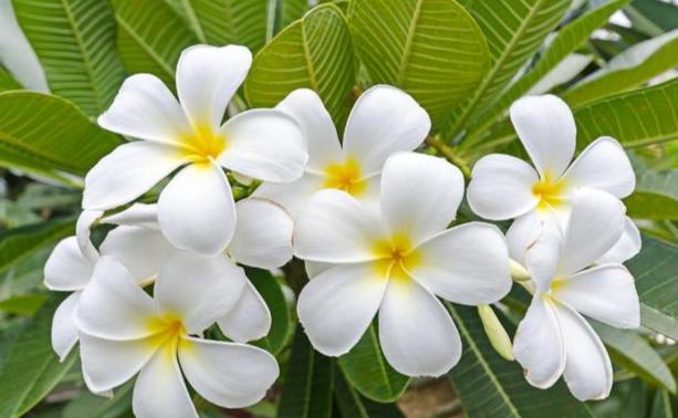 雞蛋花分枝方法