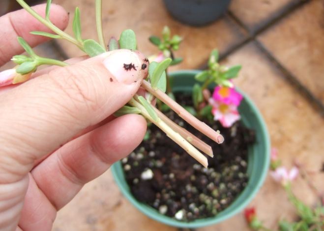 松葉牡丹種子種植方法