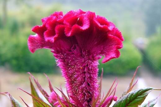 雞冠花種植方法