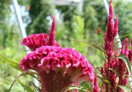 雞冠花種子繁殖