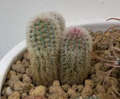 仙人掌軟化處理