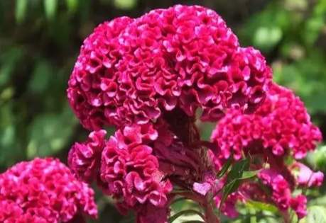 雞冠花種植 雞冠花種植