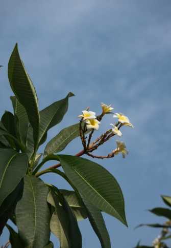 雞蛋花喬木養護
