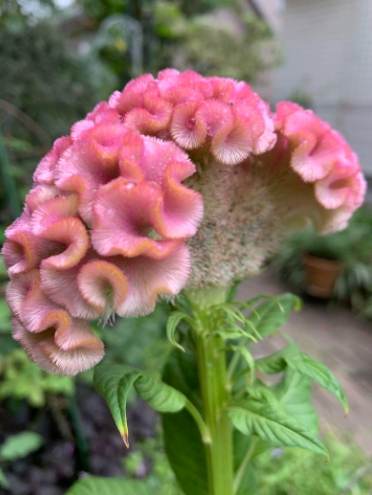 雞冠花播種技巧