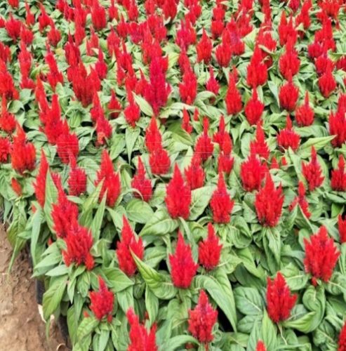 雞冠花種植方法