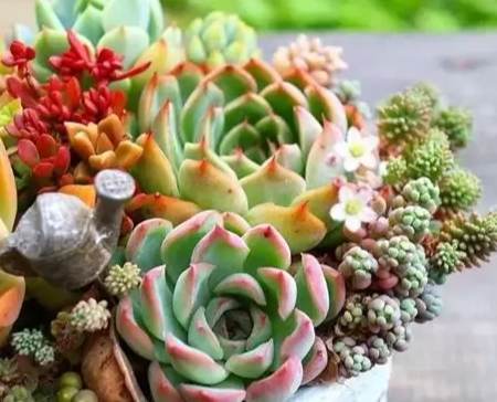 多肉植物生長慢