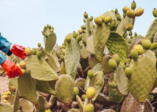 仙人掌爛莖原因