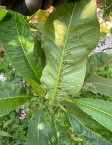 雞蛋花養護 雞蛋花養護