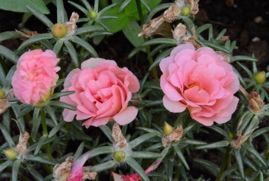 松葉牡丹冬季養護