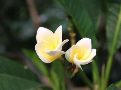 雞蛋花澆水方法 雞蛋花澆水方法