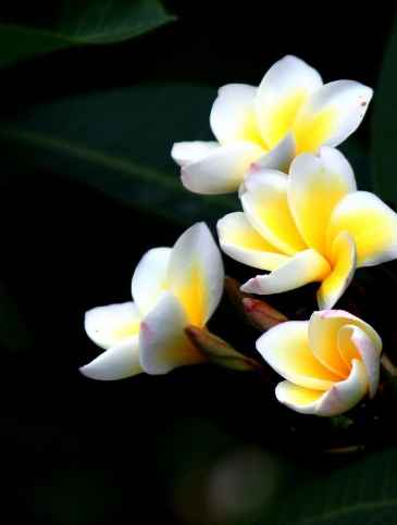 雞蛋花喬木品種