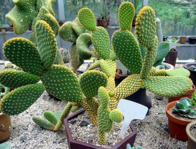 多肉植物養護 多肉植物養護