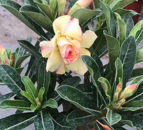 沙漠玫瑰落葉原因