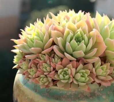 多肉換盆澆水時間