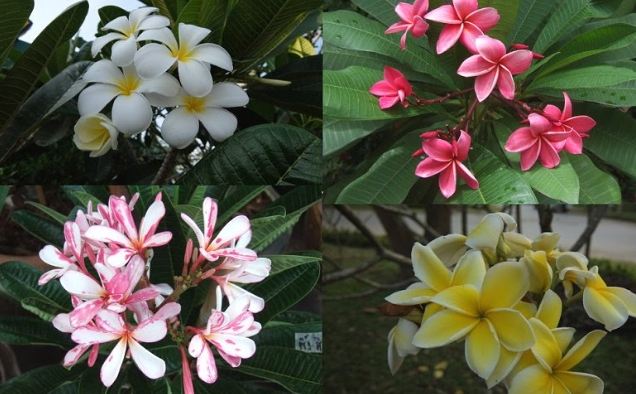 雞蛋花繁殖技巧