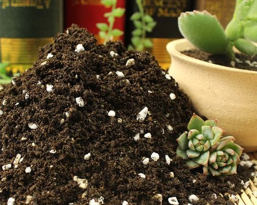 多肉植物土壤配方
