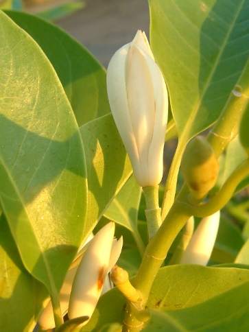 玉蘭花肥料推薦