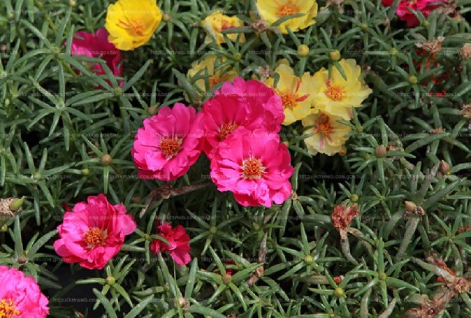 松葉牡丹播種技巧