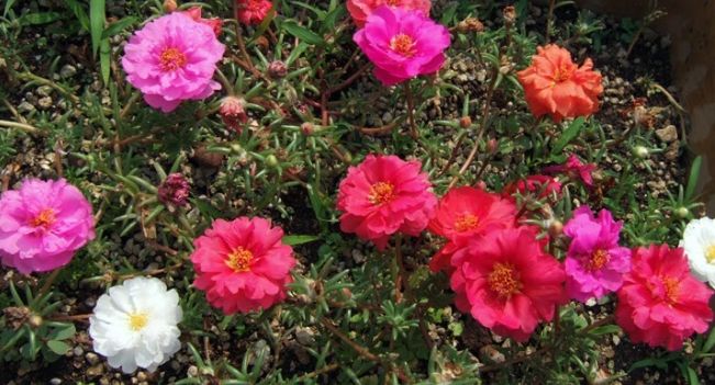 松葉牡丹播種技巧