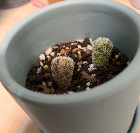 仙人掌養護技巧