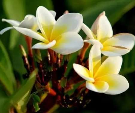 雞蛋花澆水頻率 雞蛋花澆水頻率