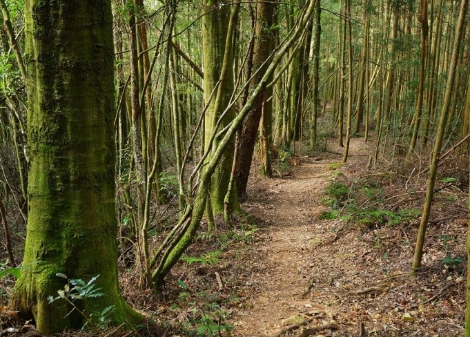 金柑樹山難度 金柑樹山難度
