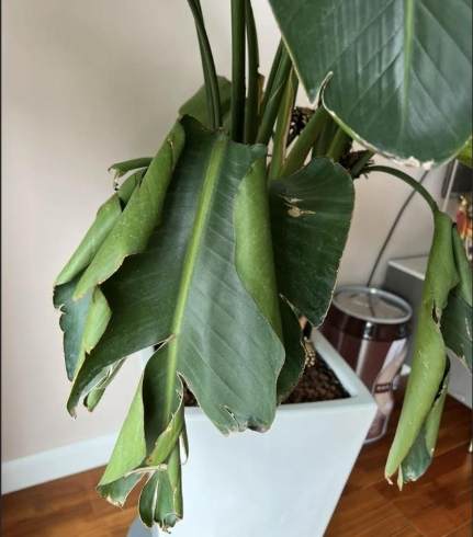 天堂鳥枯萎 天堂鳥枯萎