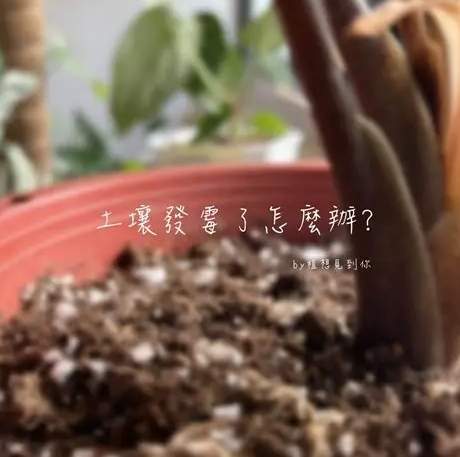 盆栽土壤發霉處理 盆栽土壤發霉處理
