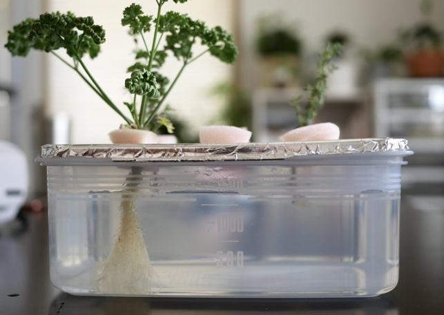 室內種植 室內種植