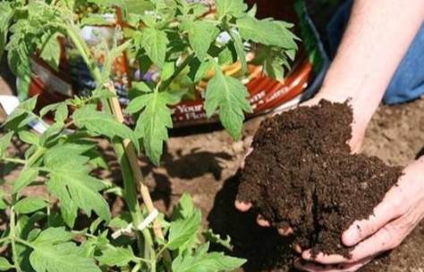 作物鉀肥需求 作物鉀肥需求