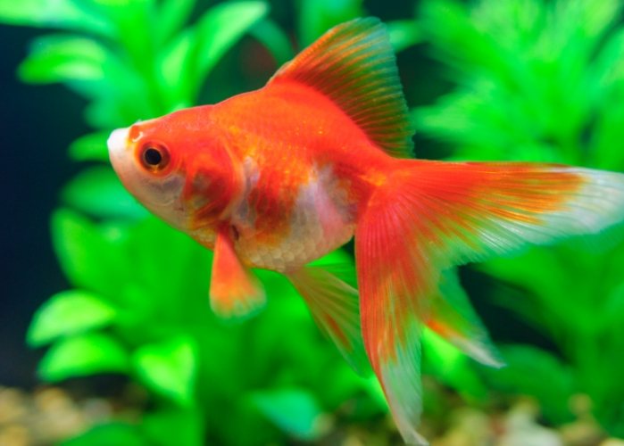 熱帶魚種類 熱帶魚種類