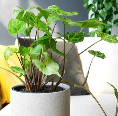 金璽美鐵芋種植