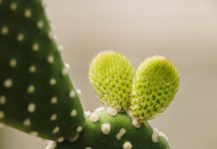 仙人掌悶養方法