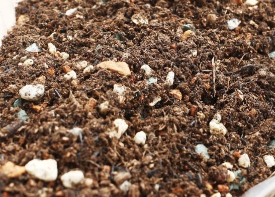 多肉植物土壤选择