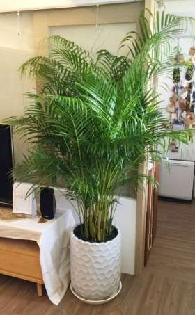 黃椰子盆栽照顧 黃椰子盆栽照顧