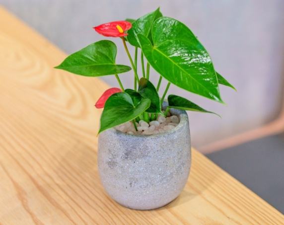 辦公室植物推薦 辦公室植物推薦