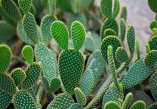 仙人掌爛根處理 仙人掌爛根處理