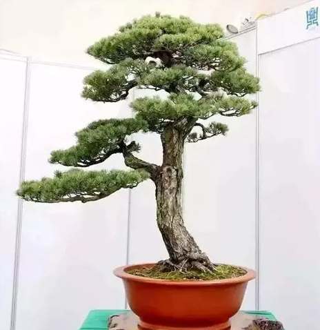 松樹變黃處理 松樹變黃處理