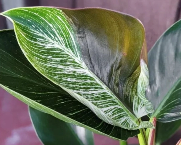 鉑金蔓綠絨照顧完整指南：從基礎到進階的實用技巧