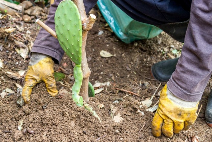 仙人掌根腐病 仙人掌根腐病