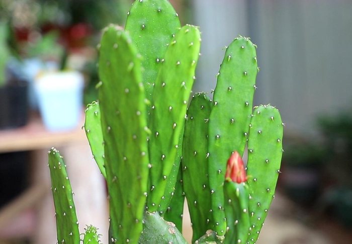 多肉植物爛根處理 多肉植物爛根處理