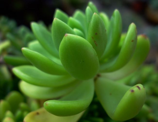 植物軟趴趴 植物軟趴趴