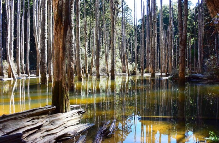 忘憂森林步道 忘憂森林步道
