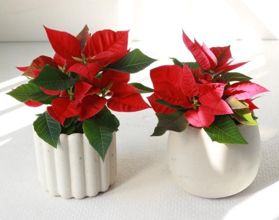 瑪麗安盆栽 瑪麗安盆栽