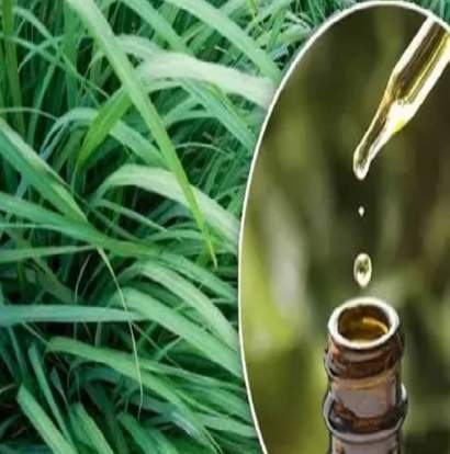禾本科精油