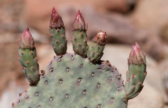 仙人掌紫色處理 仙人掌紫色處理