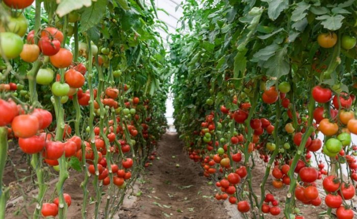 番茄如何繁殖? 番茄如何繁殖?