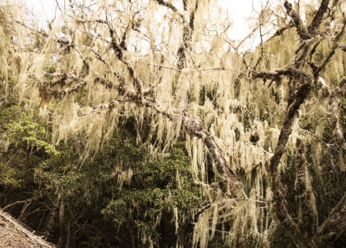 松蘿怎麼綁步驟 松蘿怎麼綁步驟