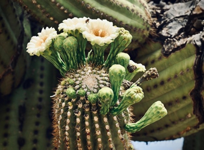 仙人掌死掉怎麼處理 仙人掌死掉怎麼處理