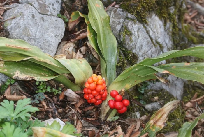 萬年青養護 萬年青養護